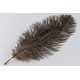 Plumas de Avestruz.28-35 cm,sueltas Surtidas.