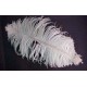 Plumas de Avestruz.Surtidas.40-45cms