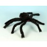Araña negra peluda con ojos rojos.hALLOween